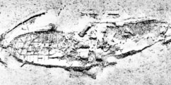 Image of the Mallory Line steamship wreck