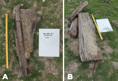 Figure 4. Shipwreck features: (a) hanging knee with possible deck beam; (b) lodging knees.
