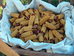 Dried dent corn
