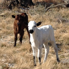 Two calves, one brown and one white