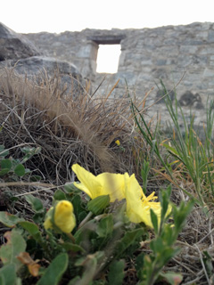 Yellow flower with fort ruins in the background