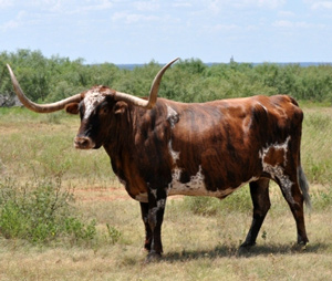 "Tex," a brown and white longhorn, can certainly hook'em with his horns.