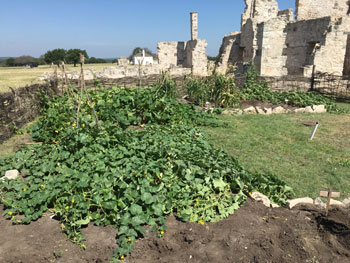 The soil used in the modern garden was excavated from the riverbed and brought up to the site.  With the topsoil at the Fort being only about 3-4 inches deep, more fertile soil needed to be used.  Pictured here are cantaloupe, squash, pumpkin, corn, and gourd plants.