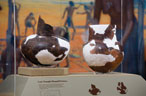 Two pots, Caddo Mounds artifacts