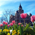 Tulips bloom in front of the Denton County Courthouse
