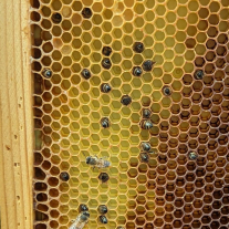 Pacha Mama Bees hive closeup in Austin