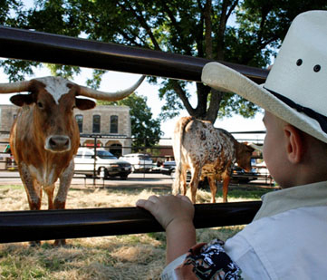 A little boy checks out the longhorns.