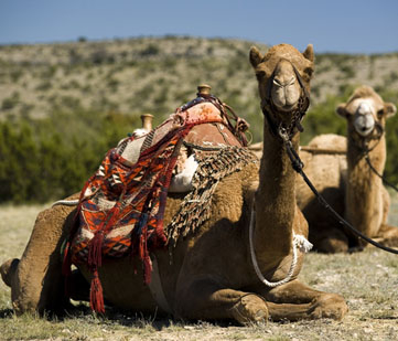 Camels during a special event.