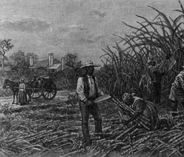 Historic illustration of slaves working in the fields.