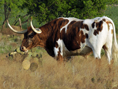 Picture of a longhorn 