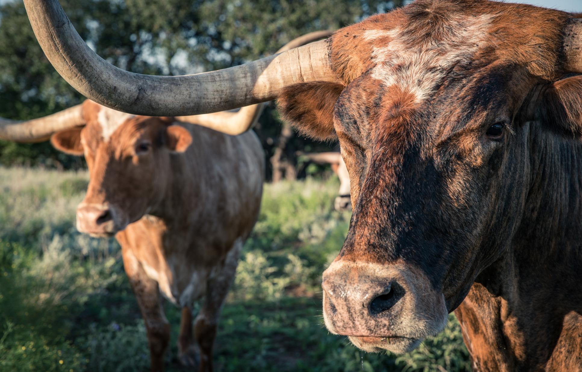 Closeup of two longhorns at Fort Griffin
