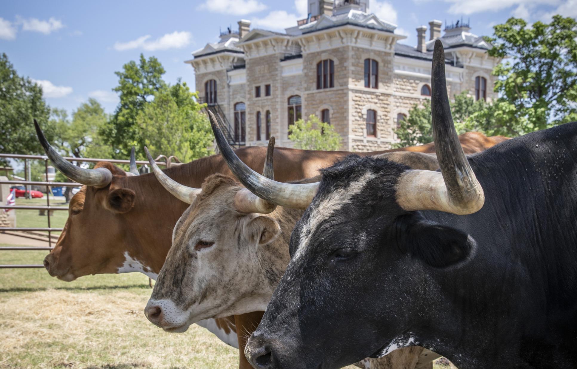 Longhorns at Shackleford County Courthouse